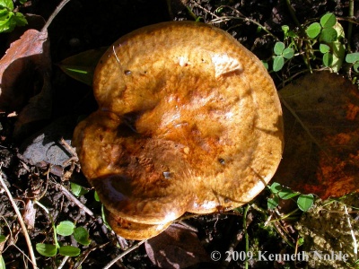 brown roll-rim (Paxillus involutus) Kenneth Noble